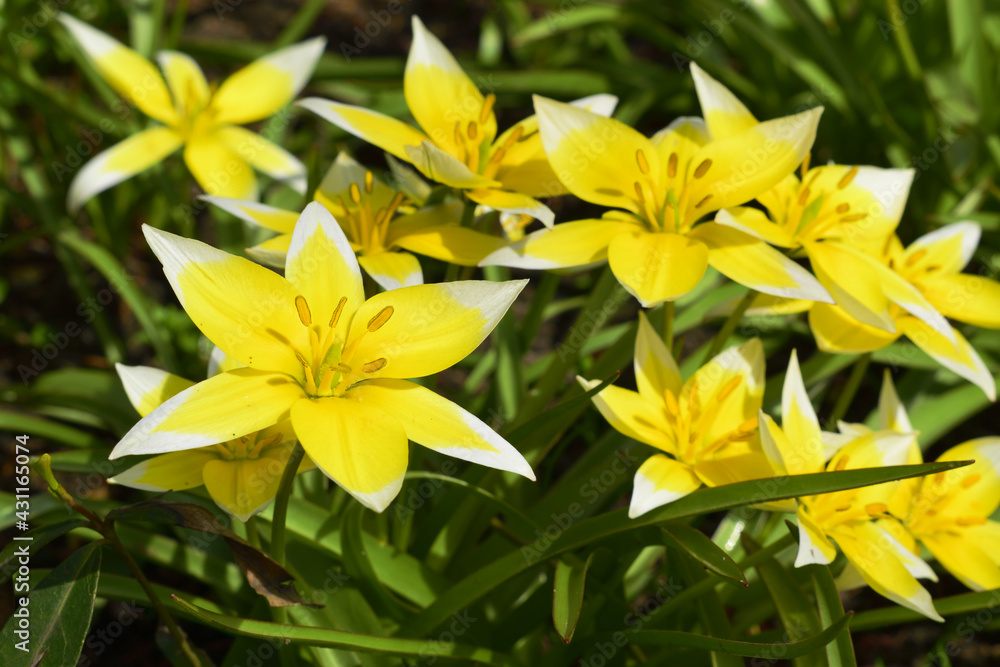 many yellow tulips with white star-shaped tips are growing in the garden