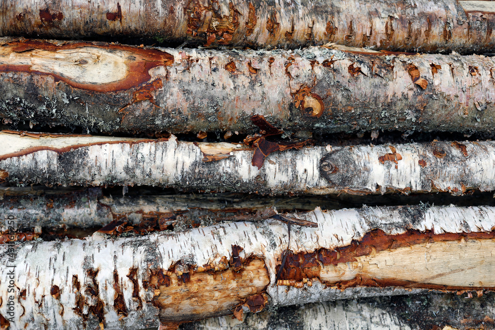 tree trunks closeup, birch trees, bark, shapes and texture, natural background tree trunks closeup, birch trees, bark, shapes and texture, natural background