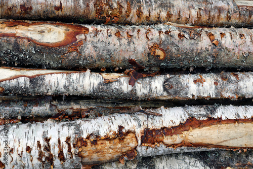 tree trunks closeup, birch trees, bark, shapes and texture, natural background