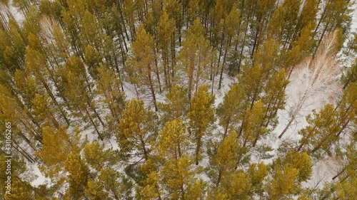 Winter pine forest Snowy forest People are walking in the snowy forest Siberia Krasnoyarskiy Kray Krasnoyarsk  photo