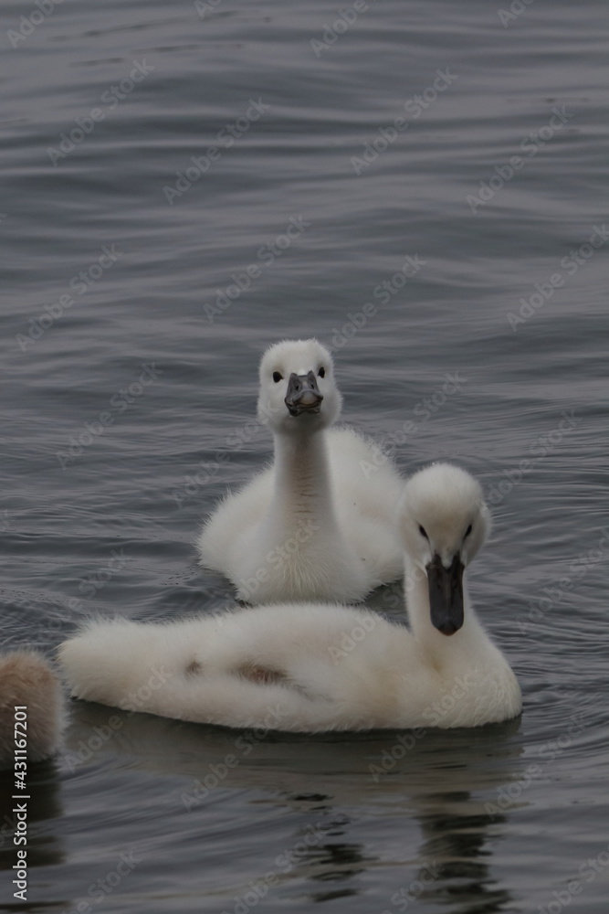 swan chick