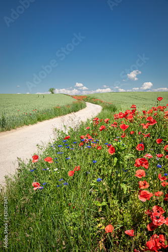 Poppy seed flower and green field. Agriculture in spring, Poland