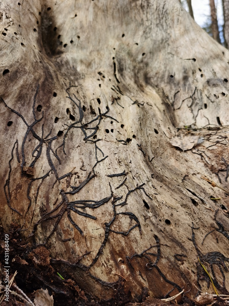 Nature tree tattoo Nature tree tattoo