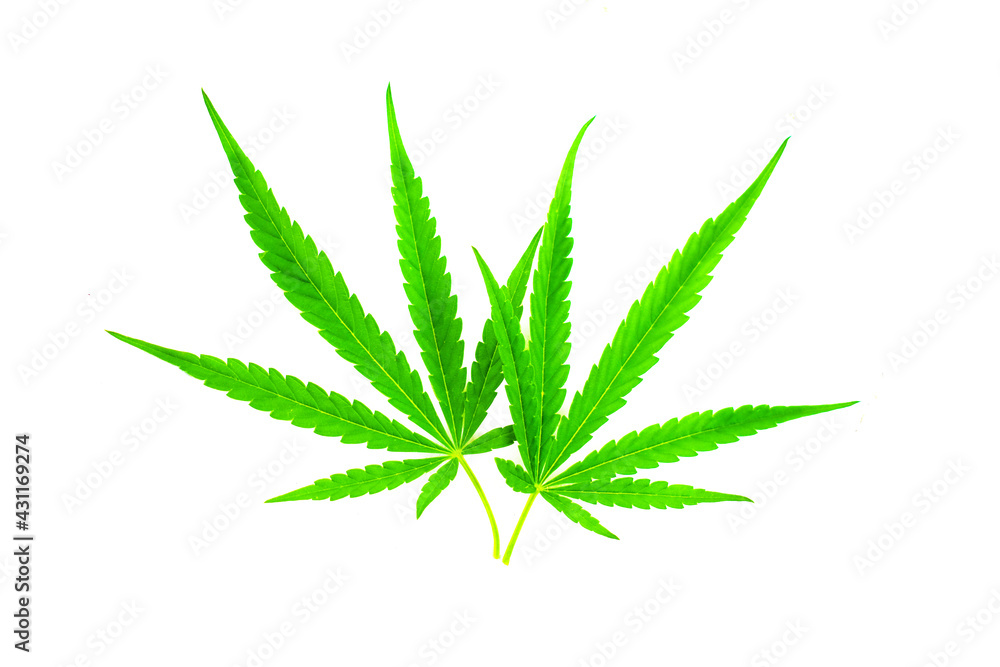 cannabis leaf isolated on white cannabis leaf isolated on white
