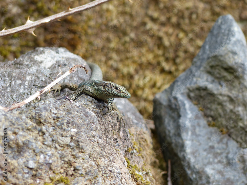 Portrait of a Madeiran wall lizzard stitting on a rock . Portrait of a Madeiran wall lizzard stitting on a rock .