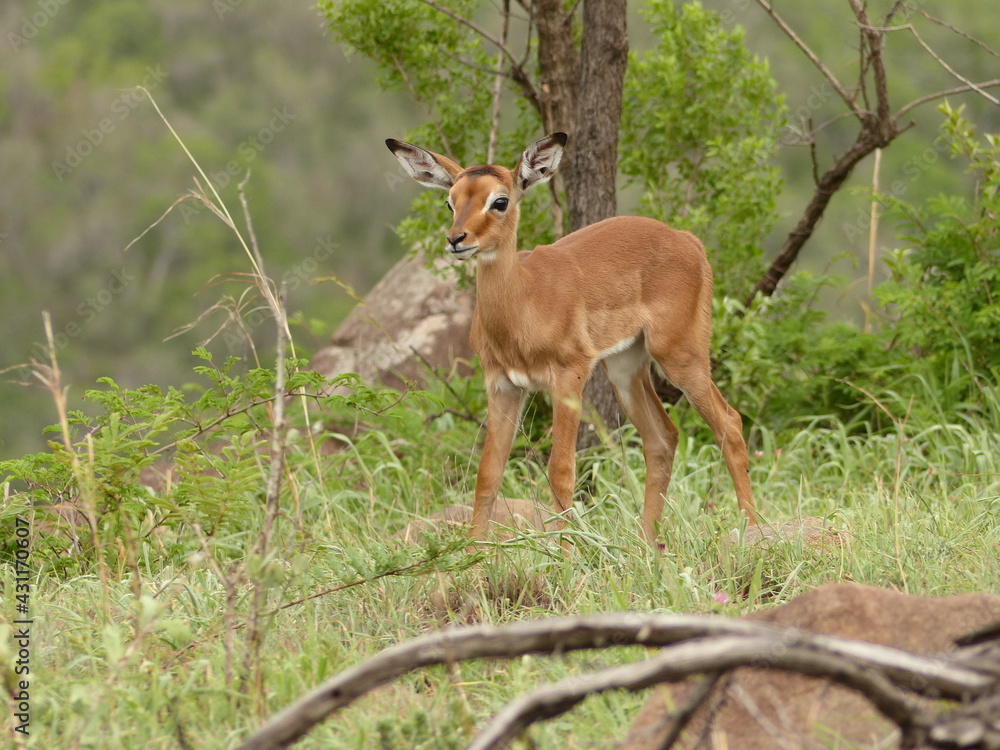 Young, cute impala calf standing in green grass. Isolated with selective focus. Young, cute impala calf standing in green grass. Isolated with selective focus.
