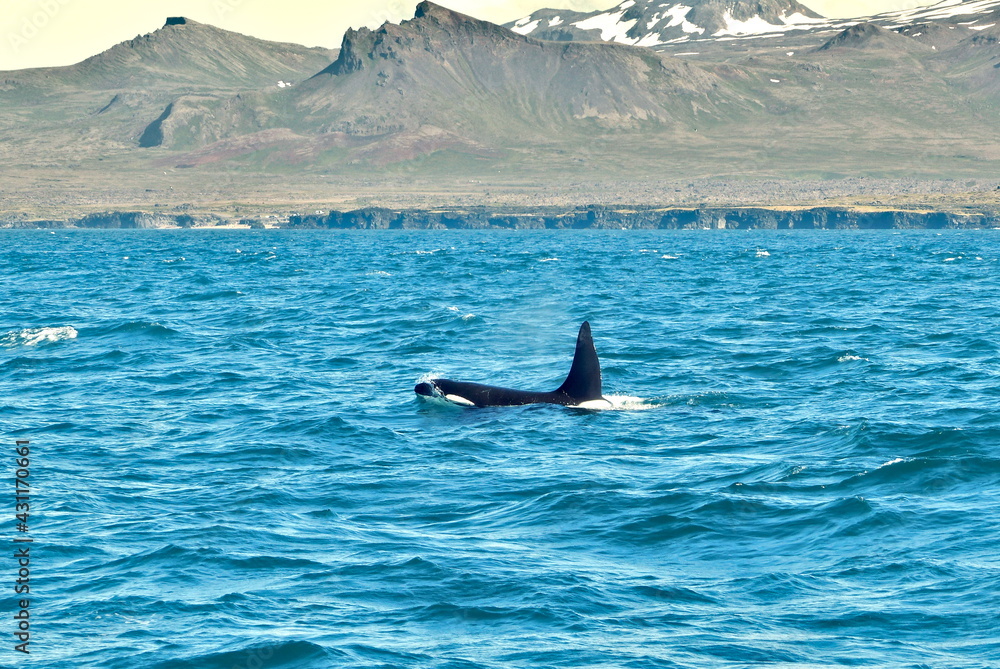 Fototapeta premium Orca breaching and swimming near the coast of Iceland, whale watching