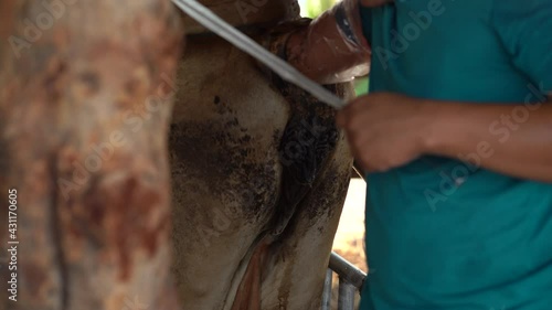 Artificial insemination of cattle in Thailand. “Mature Content.”