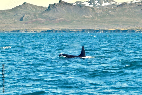 Orca breaching and swimming near the coast of Iceland, whale watching