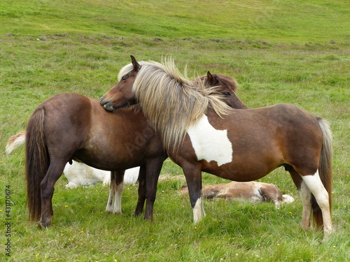 icelandic horses embrace in the green hills
