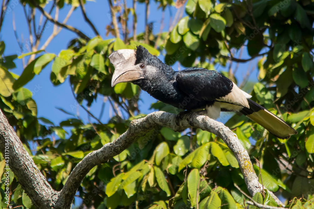 Silvery-cheeked hornbill at Lake Victoria, Uganda Silvery-cheeked hornbill at Lake Victoria, Uganda