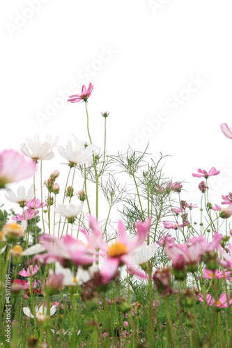Close-up pink vivid color blossom of Cosmos flower  with blue sky in a field.
