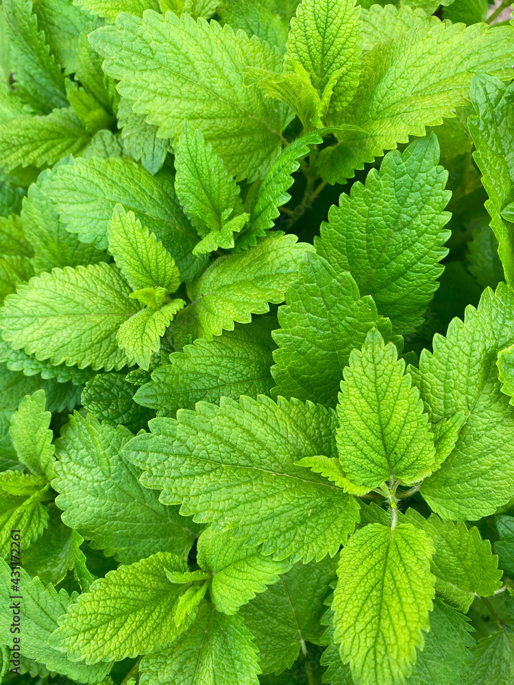 Fresh citronella leaves. Aromatic and green citronella leaves Fresh citronella leaves. Aromatic and green citronella leaves