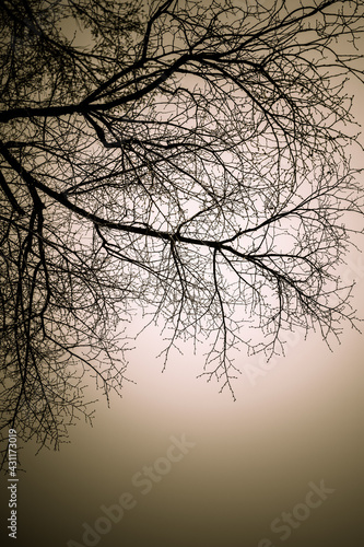 Tree branches in the fog view from below.