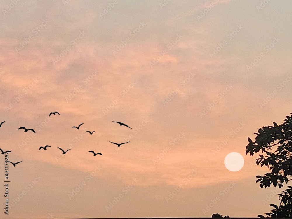 Fototapeta premium birds on sunset