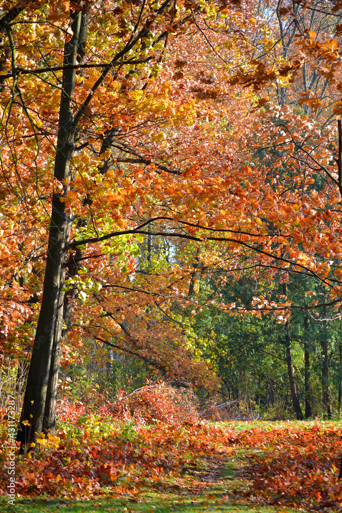 tree with red leaves