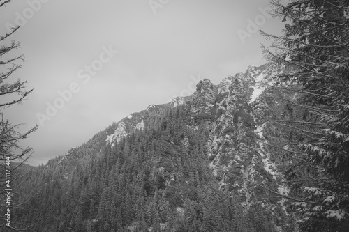 Black and white rocky hills in Western Tatra Mountains, Poland. Wintry mood hiking in the woodland. Selective focus on the trees, blurred background.
