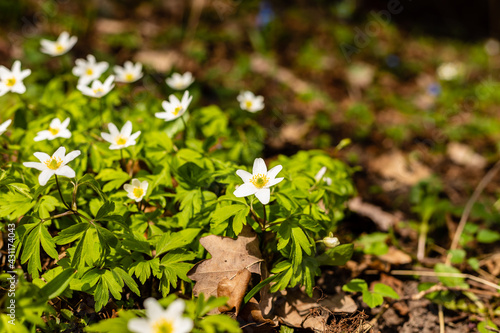 Wood anemones growing among fallen oak leaves. Beautiful white spring flowers Anemone Nemorosa at brown blurry background. Scenic delicate spring wildflowers at sunny day.