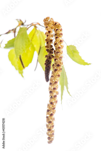 Twig of blossoming birch, pollen allergy time