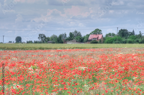 Red poppies in the meadow, country landskape