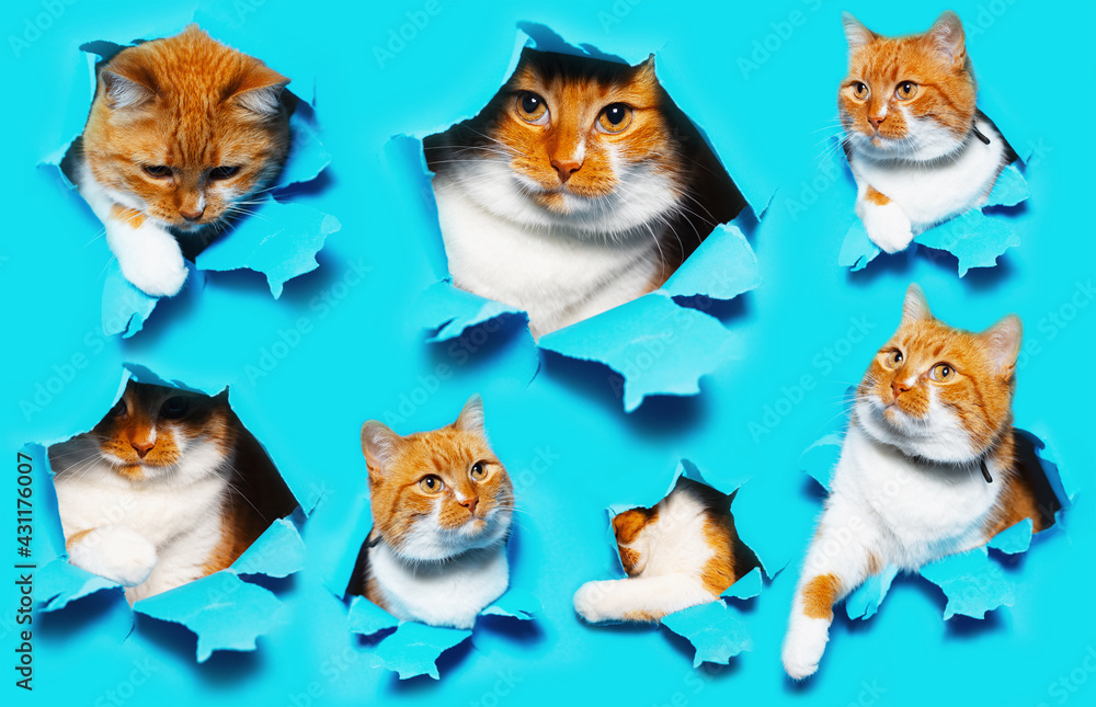 Collage portraits of red white funny cat, through torn hole in blue paper. Animal pattern concept. Collage portraits of red white funny cat, through torn hole in blue paper. Animal pattern concept.