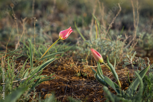 Schrenk's Tulip bloomed in the spring photo