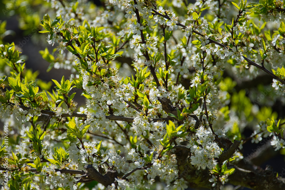 Fototapeta premium Mirabellenblüten am Baum im Frühling
