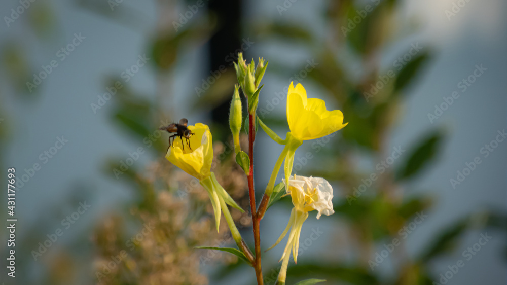 gelbe Blüten fokussiert mit eine Fliege auf einer Blüte gelbe Blüten fokussiert mit eine Fliege auf einer Blüte