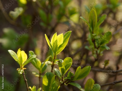 twigs with growing green leaves at spring