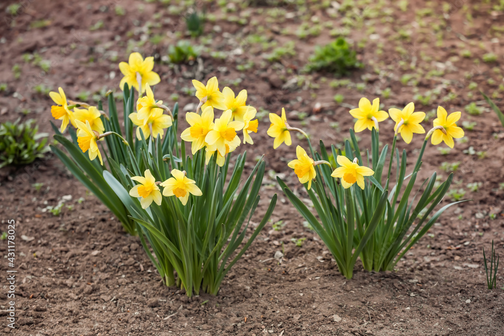 Obraz premium Beautiful narcissus growing in garden