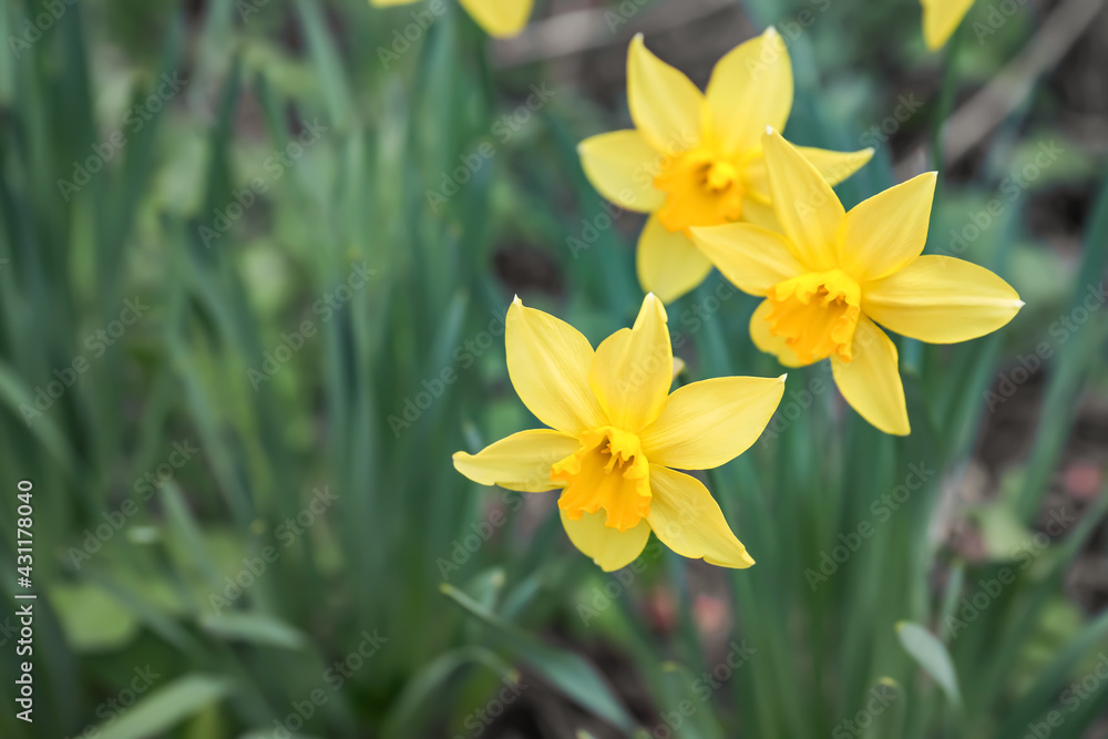 Beautiful narcissus growing in garden