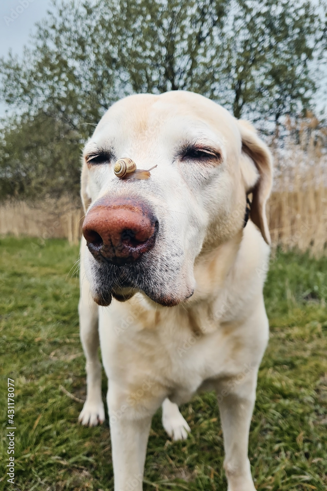 Little snail crawling on snout of dog. Funny portrait of labrador retriever.