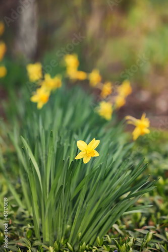 Beautiful narcissus growing in garden © Pixel-Shot