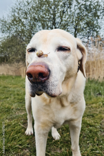 Little snail crawling on snout of dog. Funny portrait of labrador retriever.