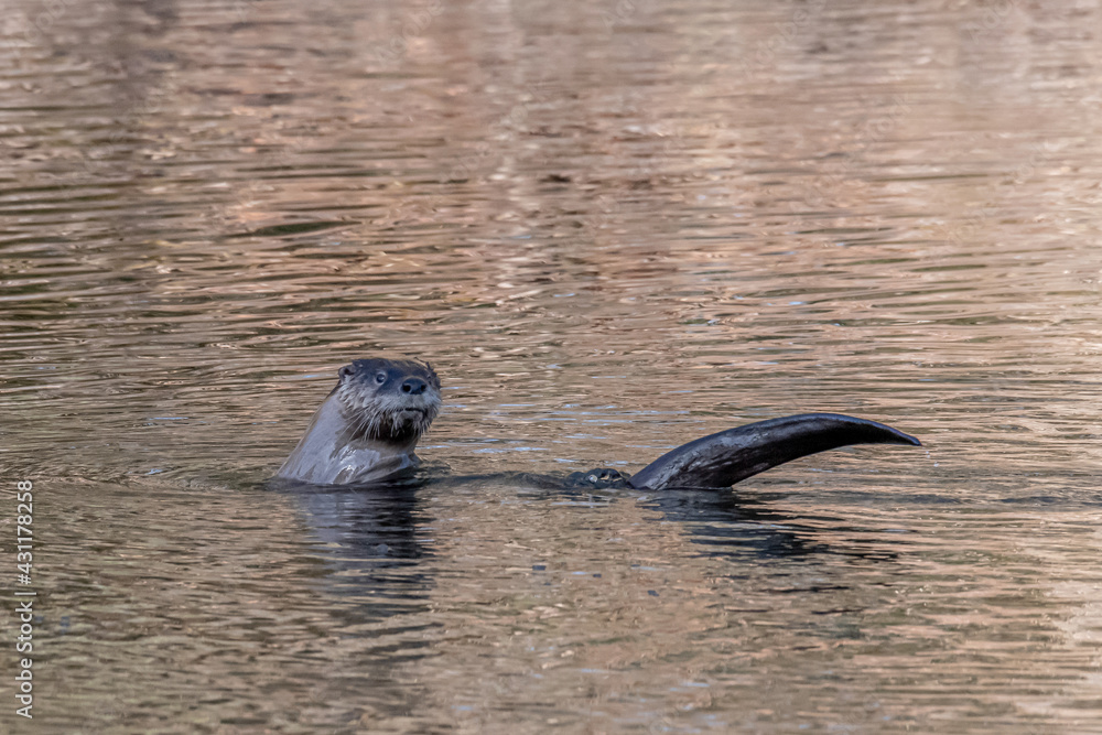 Fototapeta premium North American River Otter