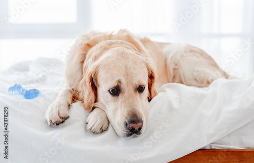 Golden retriever dog in the bed © tan4ikk