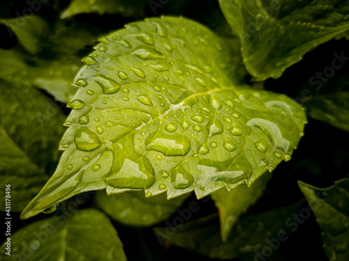 Grünes gezacktes Blatt fokussiert mit Wassertropfen vom Morgentau photo