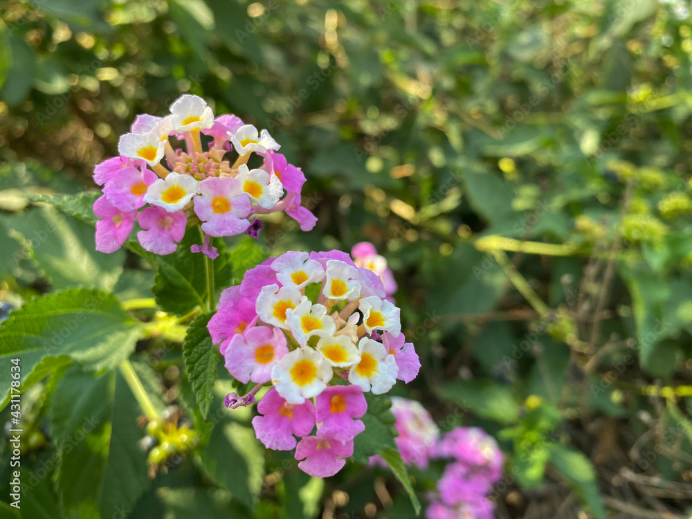Vibrant Lantana camara flower. Tropical white and yellow flower in the sunshine for spring or summer plant concepts. Vibrant Lantana camara flower. Tropical white and yellow flower in the sunshine for spring or summer plant concepts.