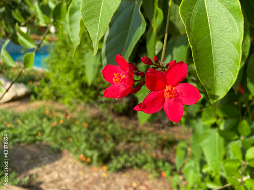 Pair of Jatropha integerrima  commonly known as peregrina or spicy jatropha a vibrant red flower showing off pollen in the sunshine.