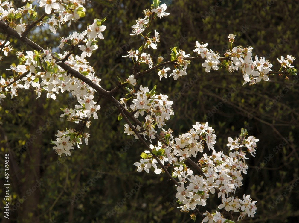 Prunus domestica tree with white flowers scenic Prunus domestica tree with white flowers scenic