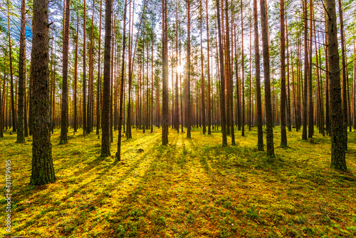 Pine forest in autumn. The sun shines through the trees. Moss-covered glade. Sun rays. Beautiful nature. Russia  Europe.