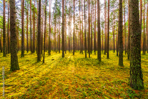 Pine forest in autumn. The sun shines through the trees. Moss-covered glade. Sun rays. Beautiful nature. Russia, Europe.