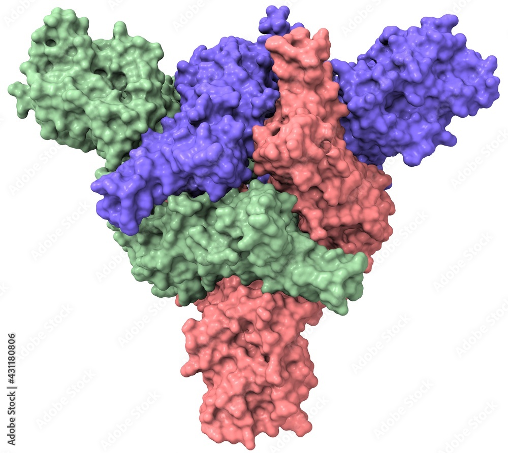 SARS-CoV-2 spike protein (closed configuration, top view) SARS-CoV-2 spike protein (closed configuration, top view)