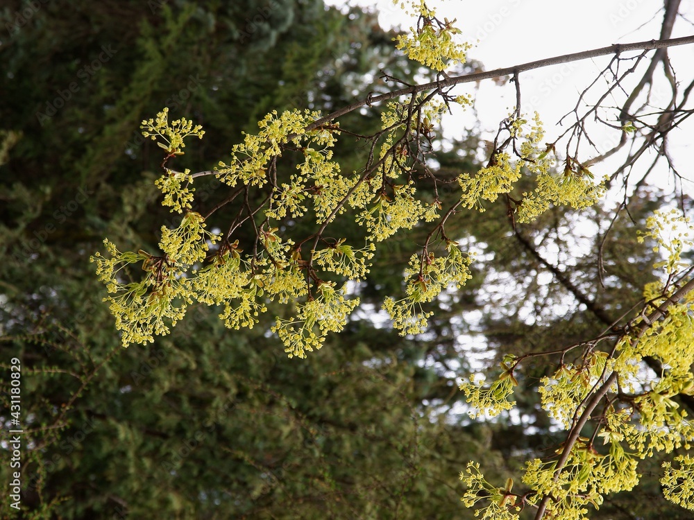 Fototapeta premium Maple tree with yellow small flowers at spring
