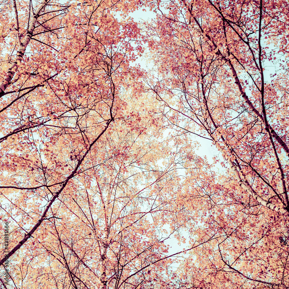Bottom view on the tall birch trees in the golgen autumn forest under blue sky. Indian summer. Instagram style.Toned. Copy space Bottom view on the tall birch trees in the golgen autumn forest under blue sky. Indian summer. Instagram style.Toned. Copy space