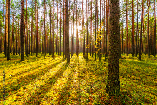 Pine forest in autumn. The sun shines through the trees. Moss-covered glade. Sun rays. Beautiful nature. Russia, Europe.