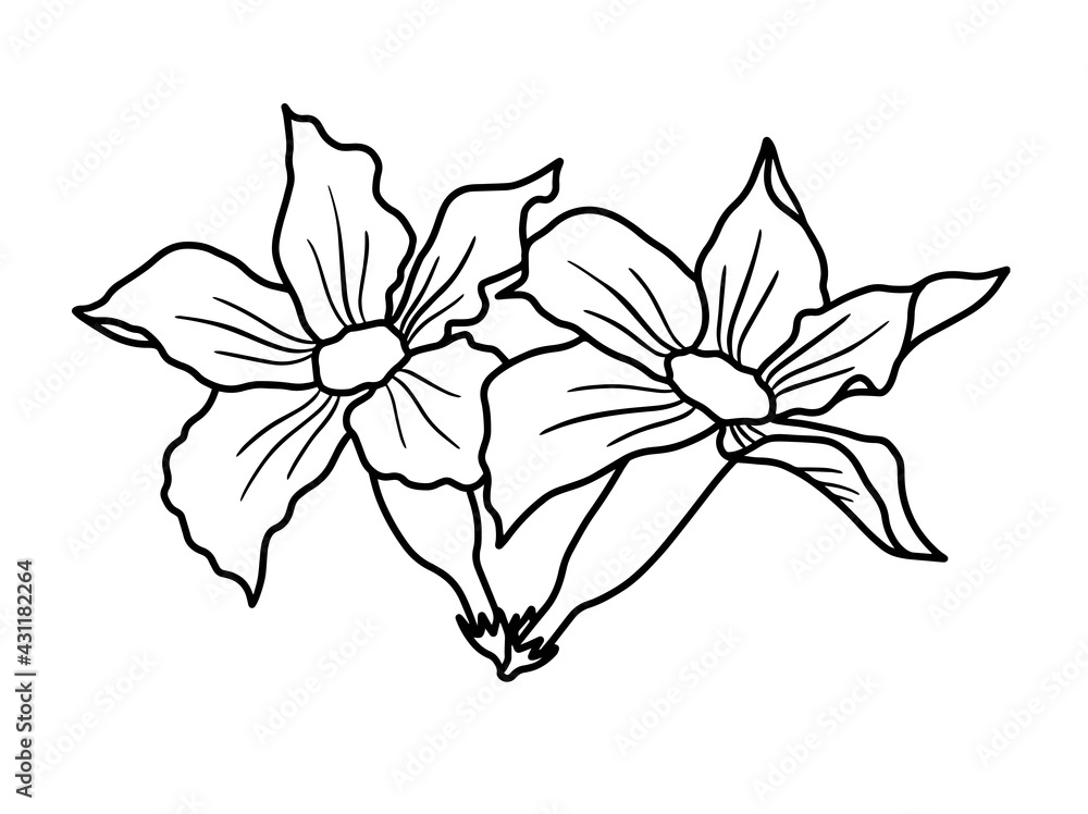Hand drawing and sketch flower with line art illustration. Hand drawing and sketch flower with line art illustration.