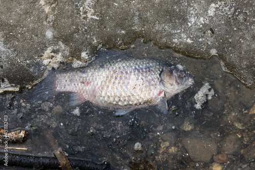The dead fish on the shore of the lake