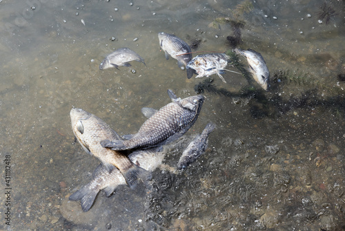 The dead fishs on the shore of the lake