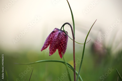 Snake's head fritillary (Fritillaria meleagris) close-up view growing in field photo